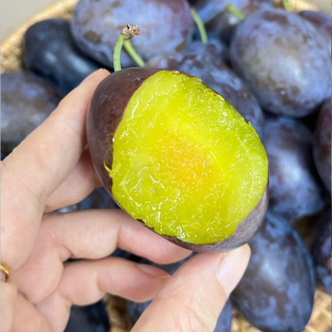 Blue Honey Goddess Plum Seeds